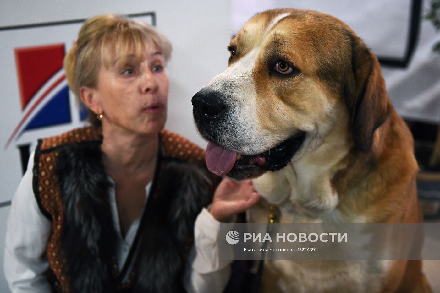 Выставка собак в Москве