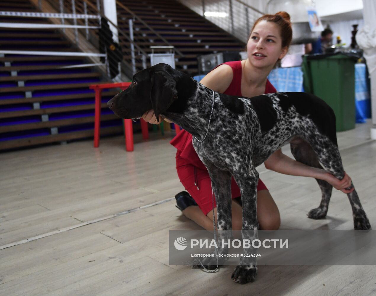 Выставка собак в Москве