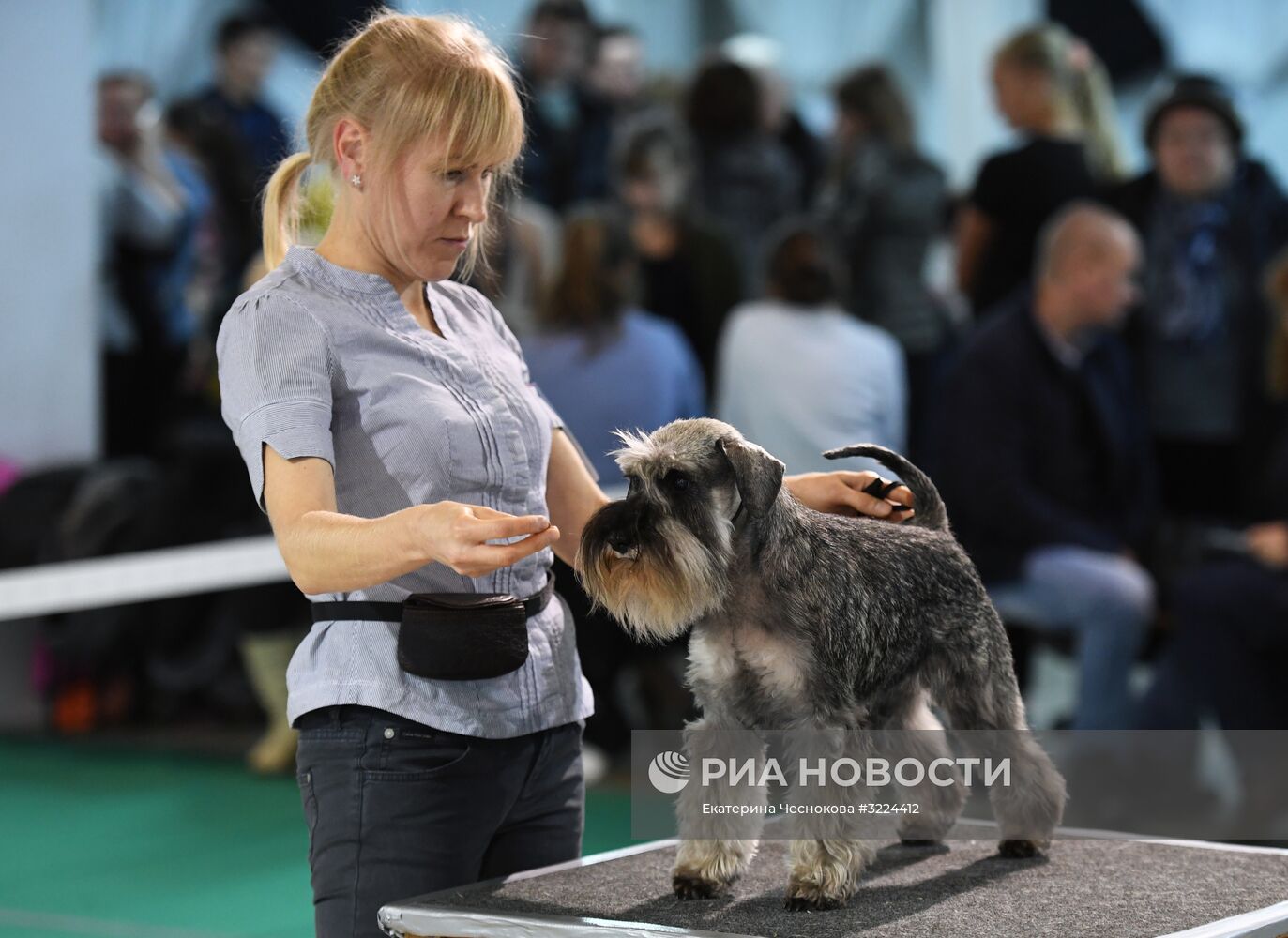 Выставка собак в Москве