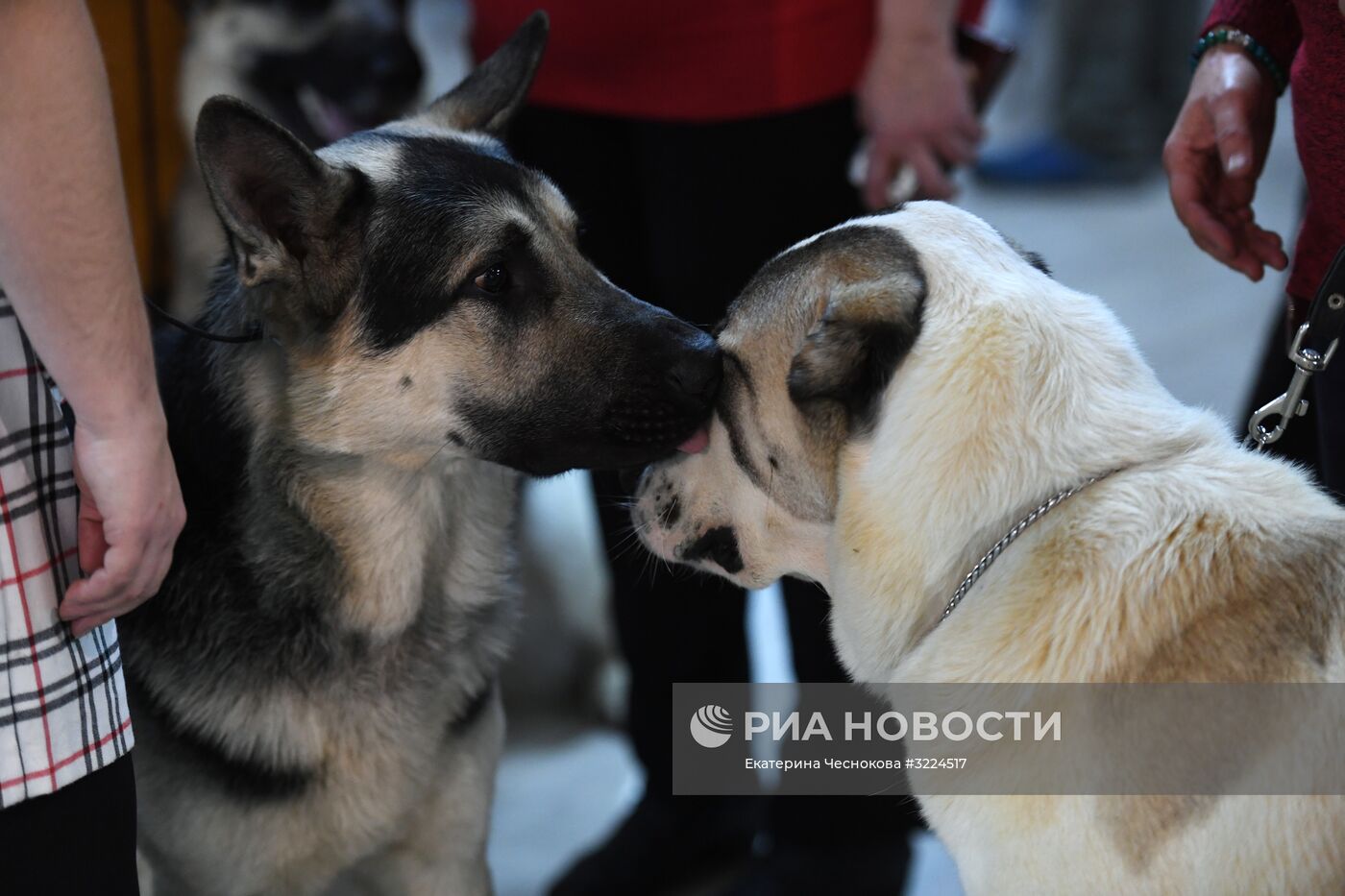 Выставка собак в Москве
