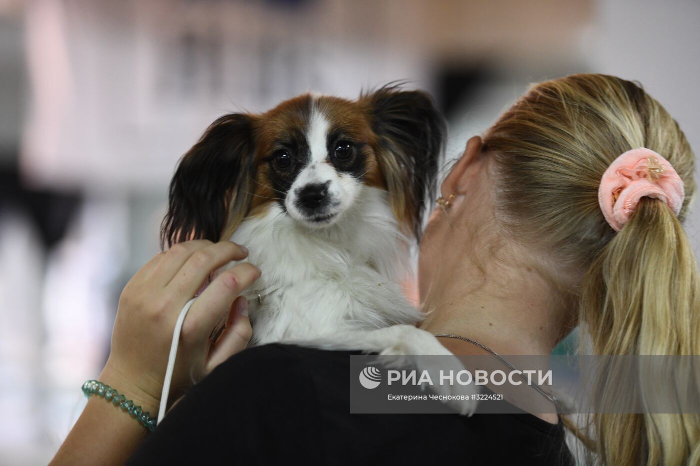 Выставка собак в Москве