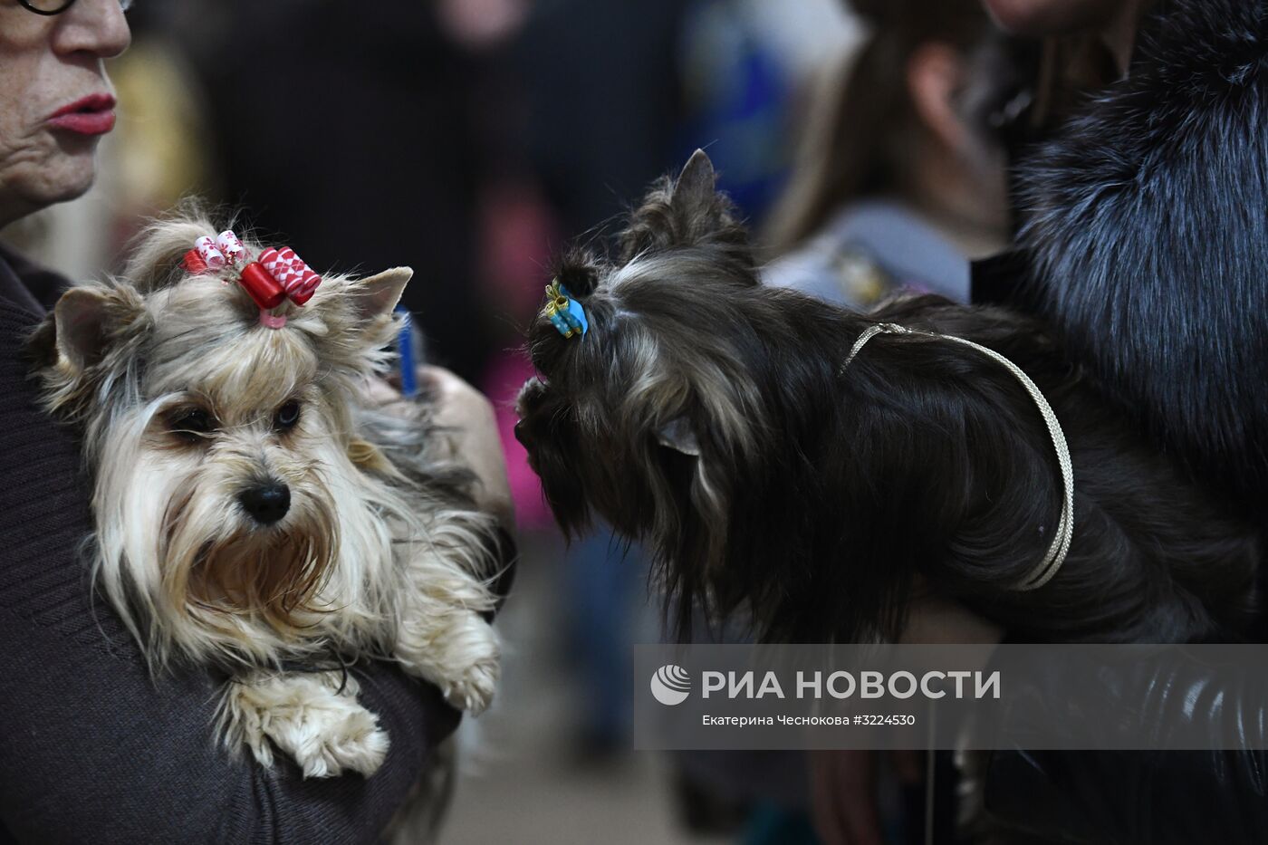 Выставка собак в Москве