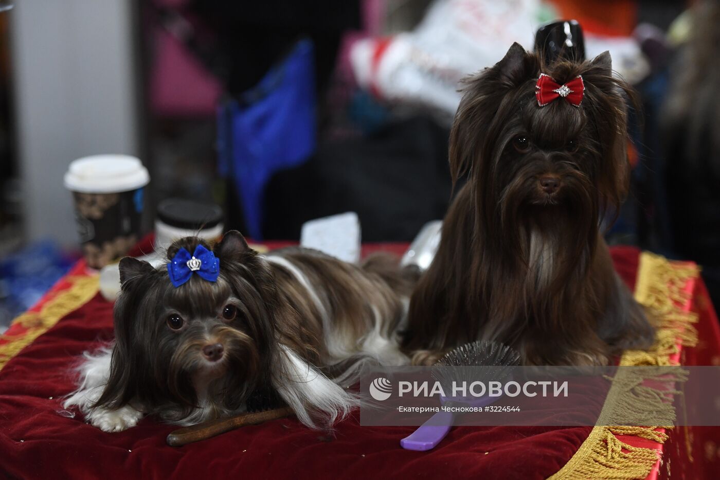 Выставка собак в Москве