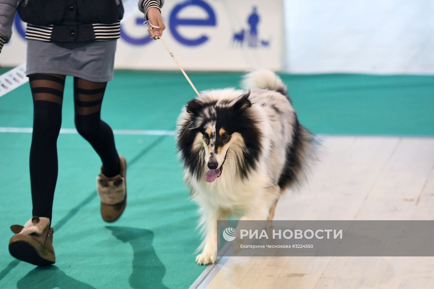 Выставка собак в Москве