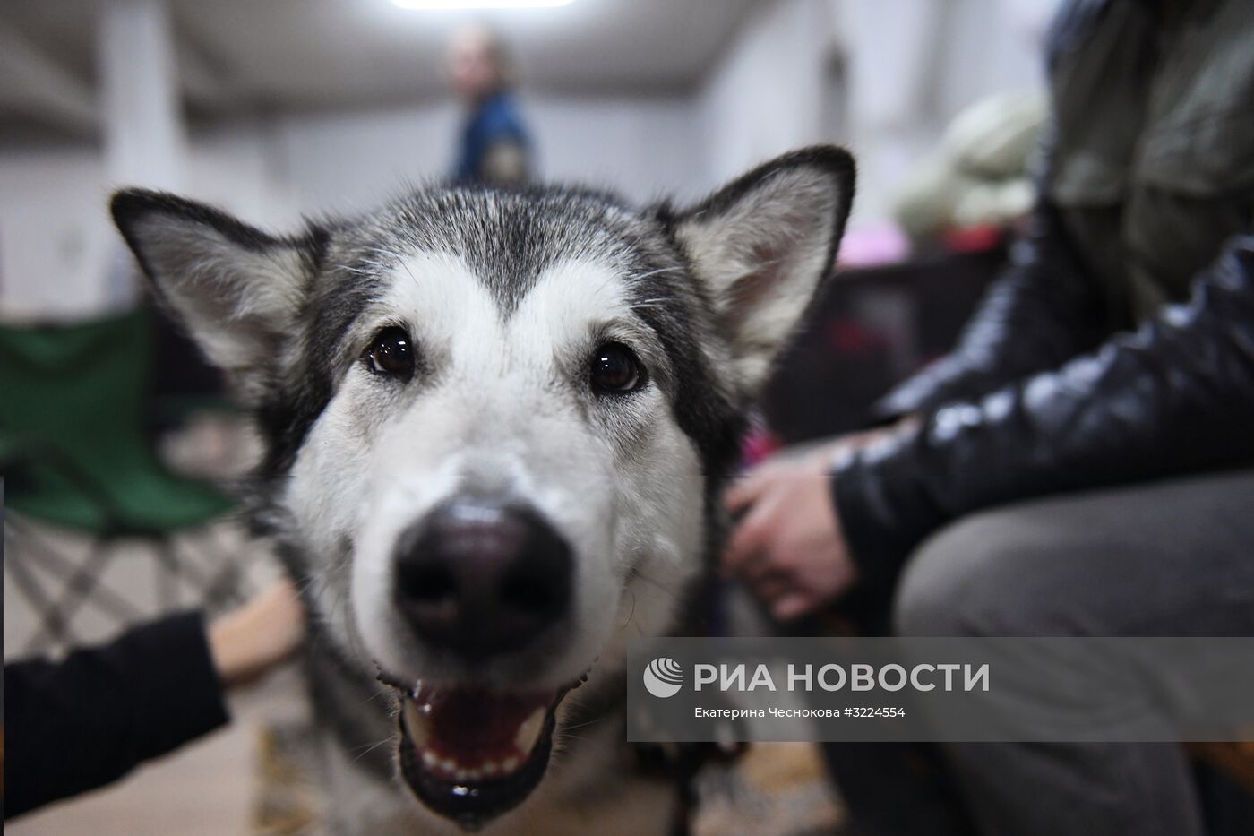 Выставка собак в Москве