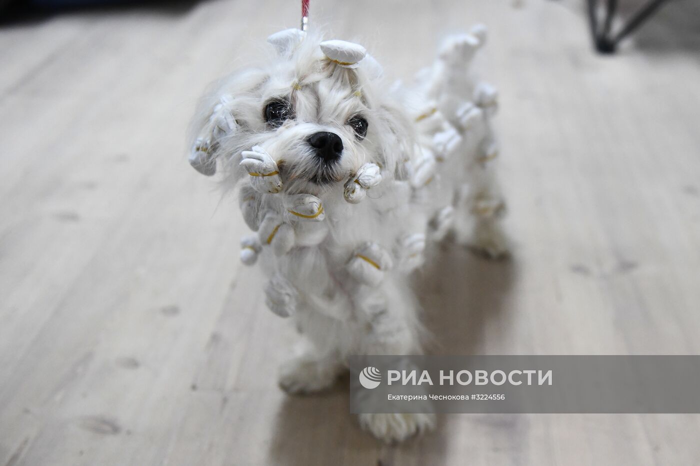 Выставка собак в Москве