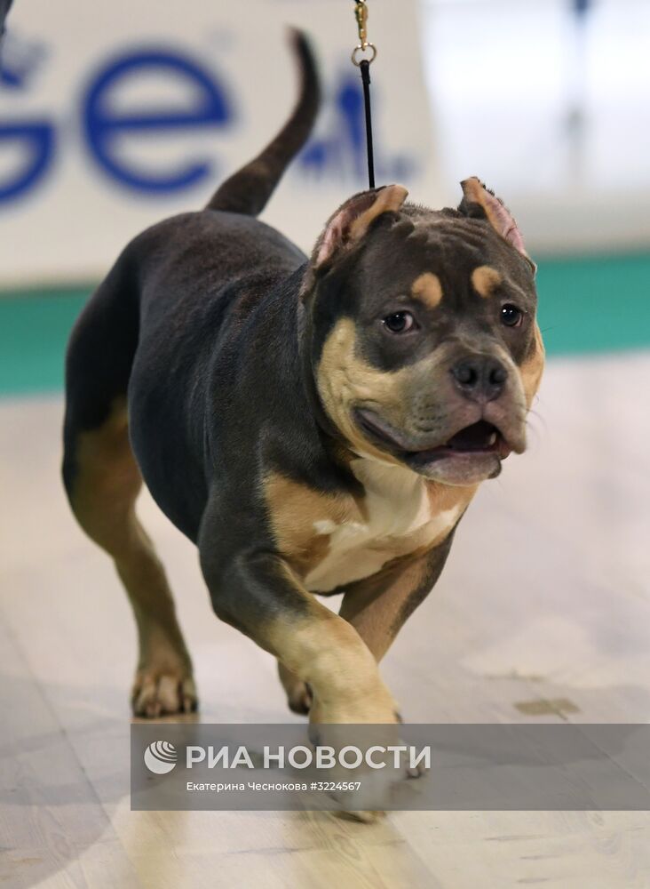 Выставка собак в Москве