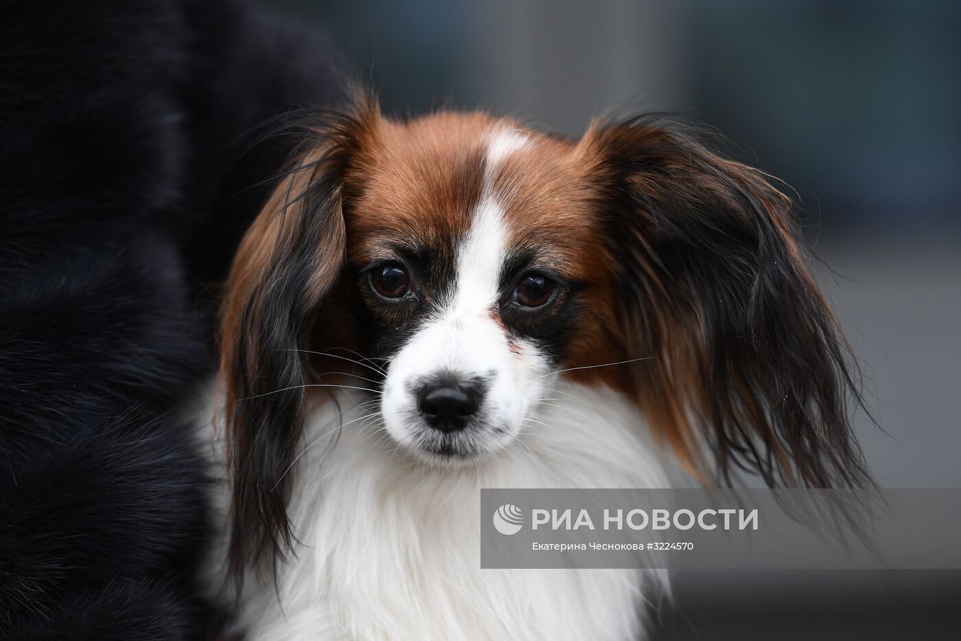 Выставка собак в Москве