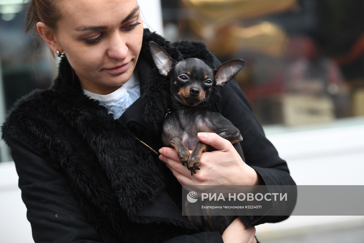 Выставка собак в Москве