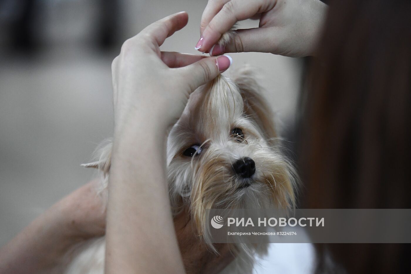 Выставка собак в Москве