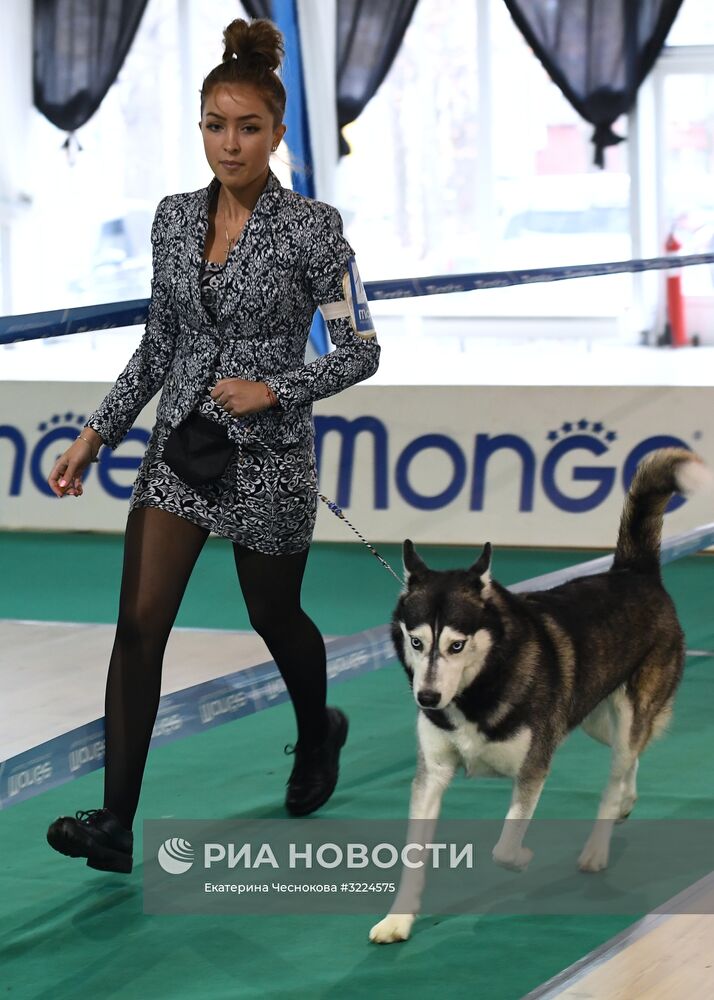 Выставка собак в Москве