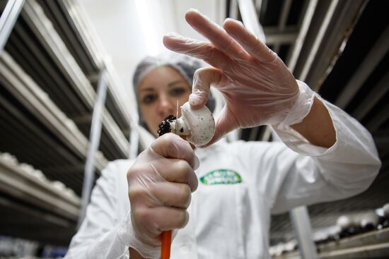 Открытие завода по выращиванию грибов в Краснодарском крае