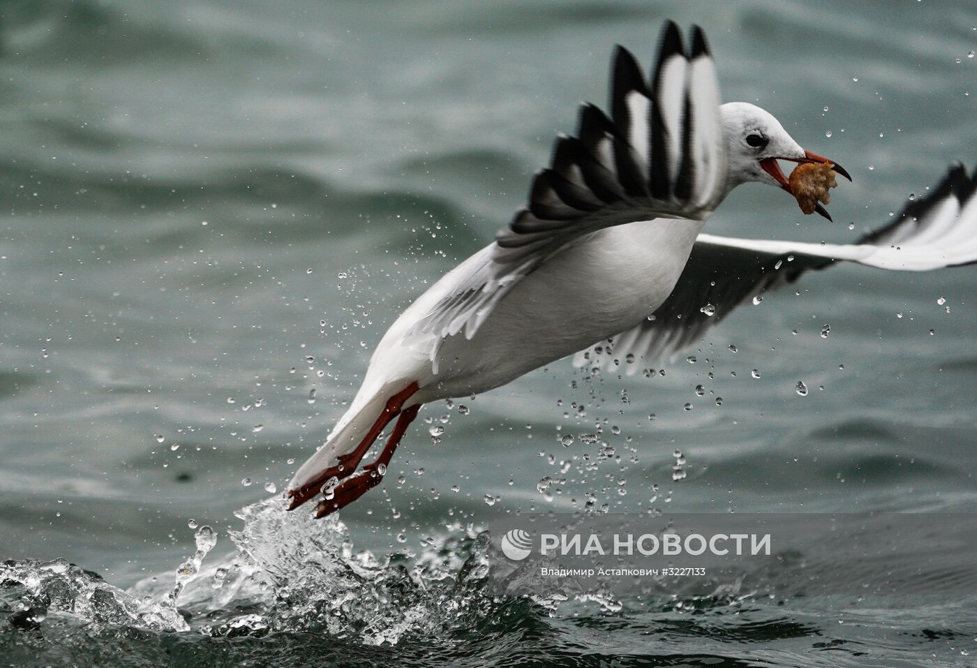 Регионы России. Крым