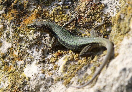 Пещерный город-крепость Чуфут-Кале в Крыму.