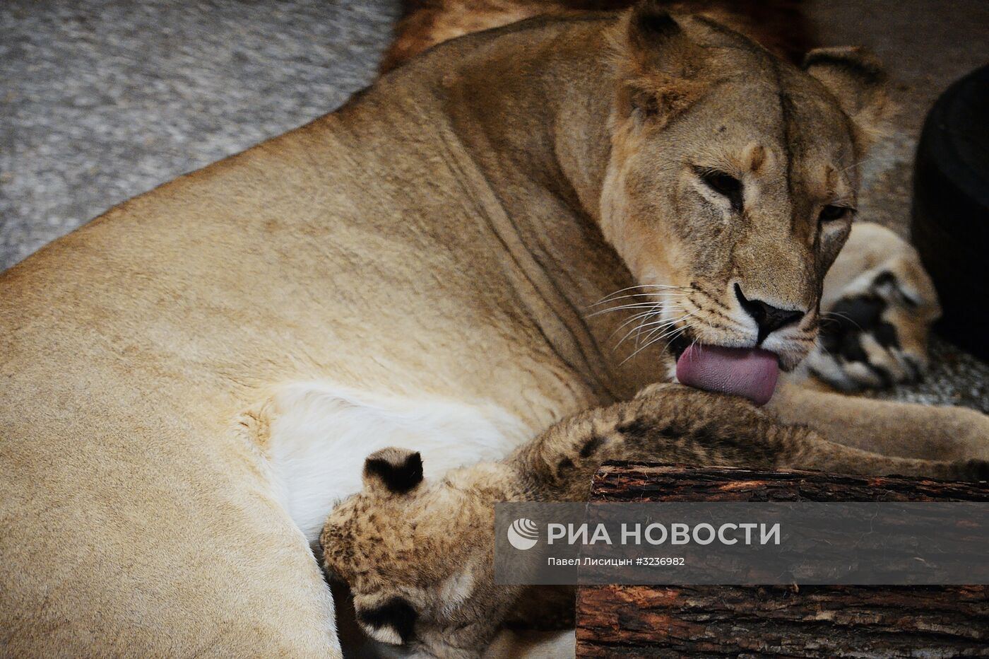 Львята в Екатеринбургском зоопарке