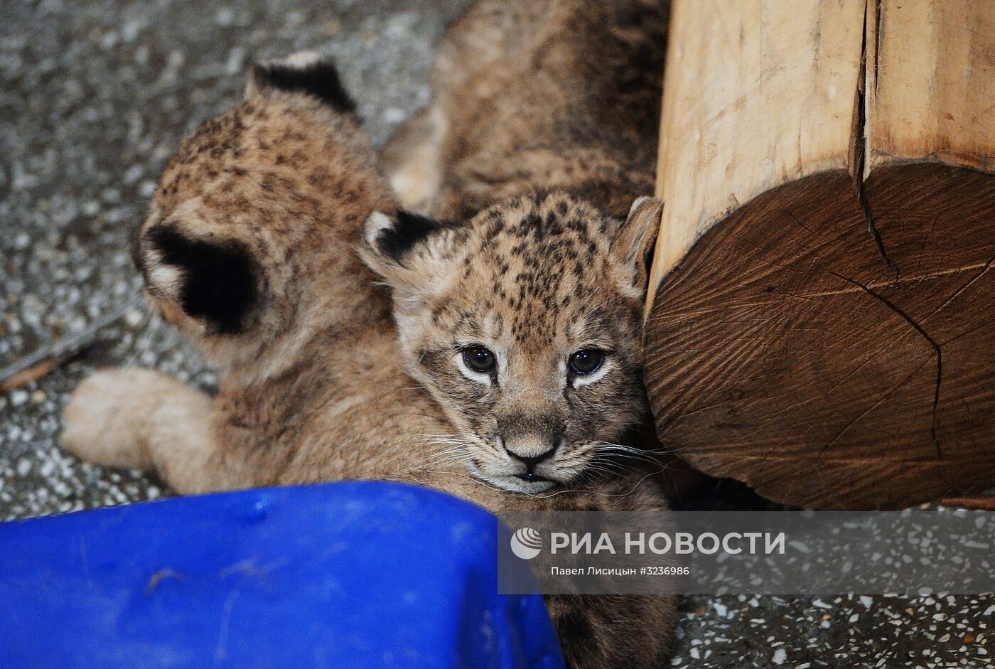 Львята в Екатеринбургском зоопарке