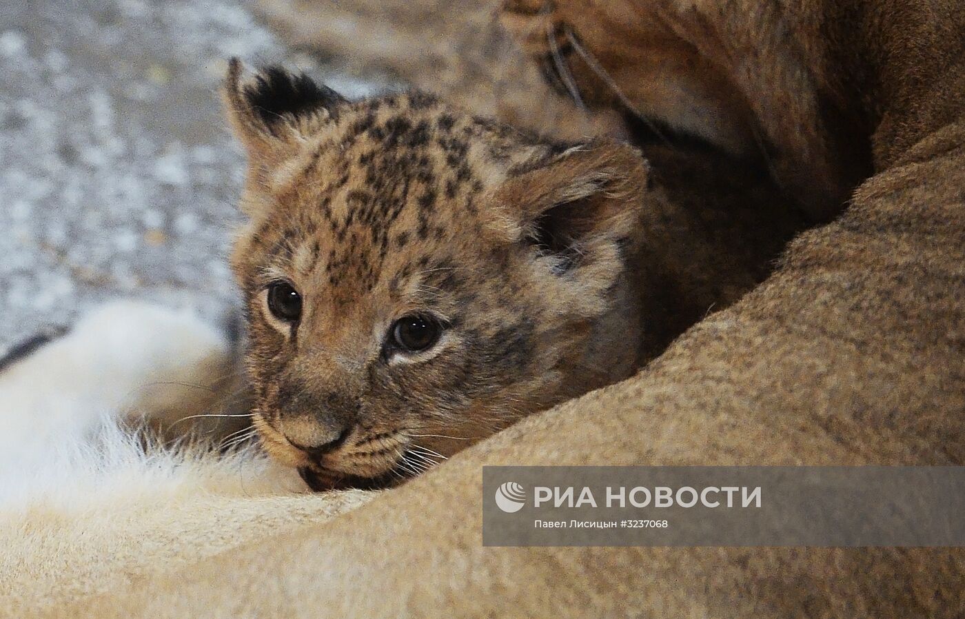 Львята в Екатеринбургском зоопарке