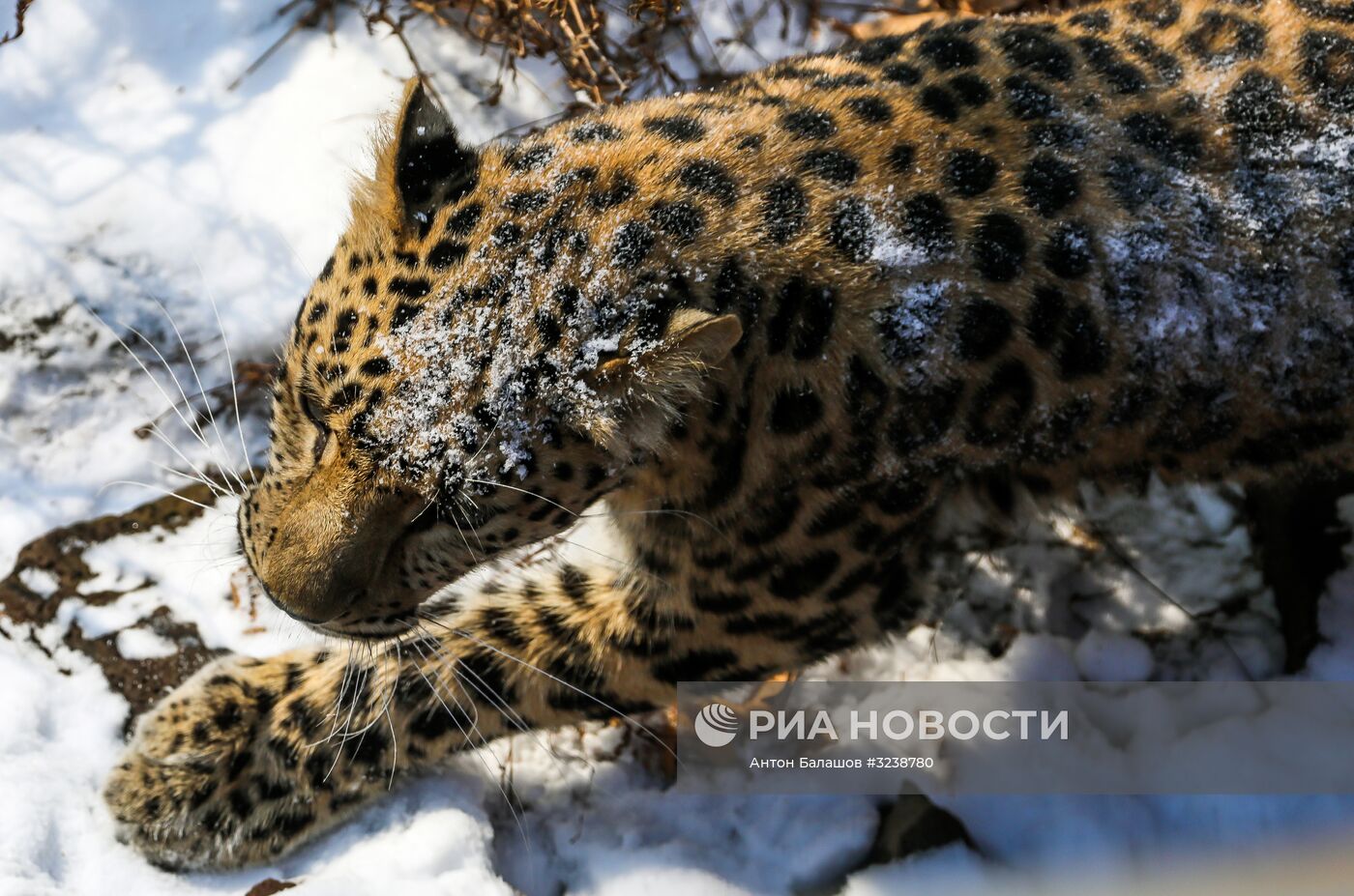 Самка дальневосточного леопарда по кличке Рона в Приморском сафари-парке