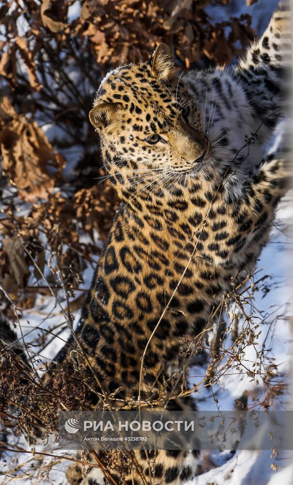 Самка дальневосточного леопарда по кличке Рона в Приморском сафари-парке