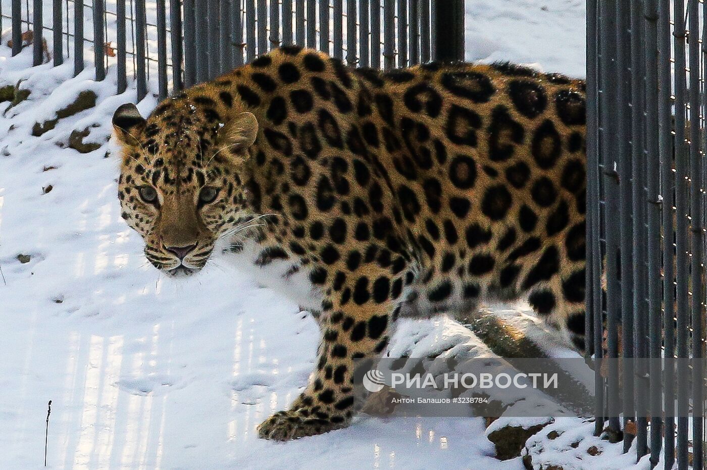 Самка дальневосточного леопарда по кличке Рона в Приморском сафари-парке