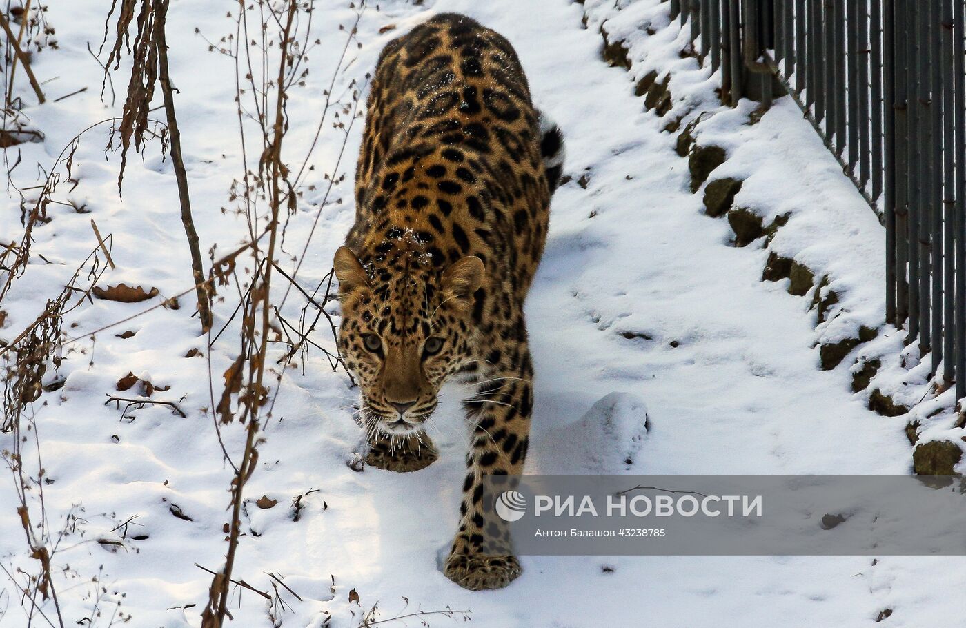 Самка дальневосточного леопарда по кличке Рона в Приморском сафари-парке