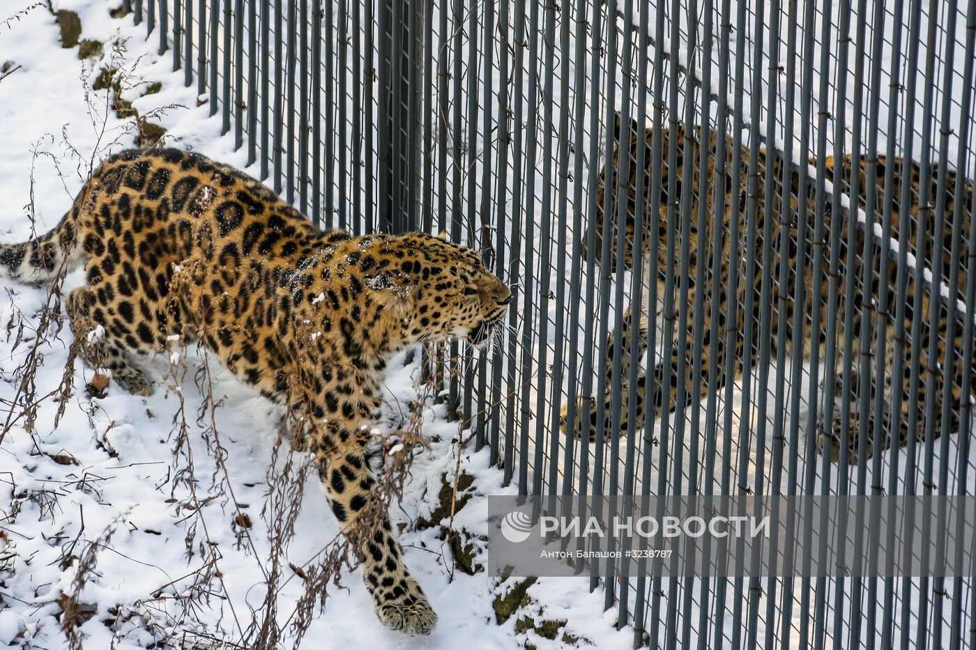 Самка дальневосточного леопарда по кличке Рона в Приморском сафари-парке