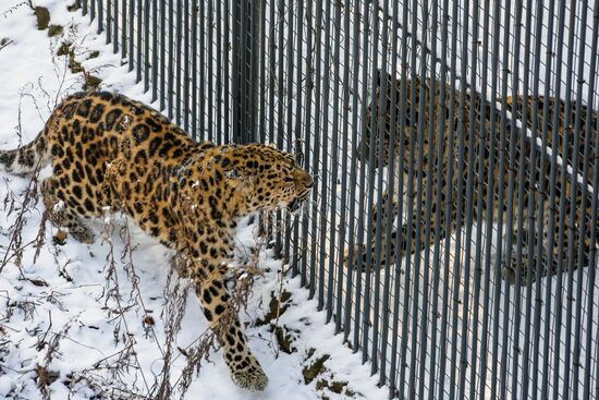 Самка дальневосточного леопарда по кличке Рона в Приморском сафари-парке