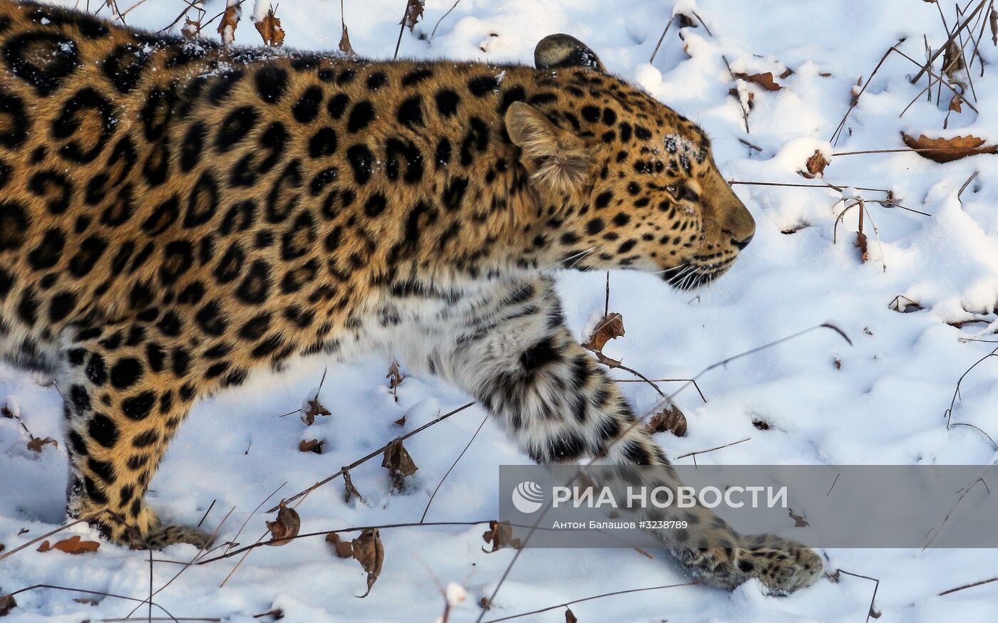 Самка дальневосточного леопарда по кличке Рона в Приморском сафари-парке