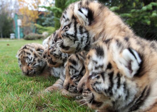 Шесть амурских тигрят родились в крымском сафари-парке "Тайган"