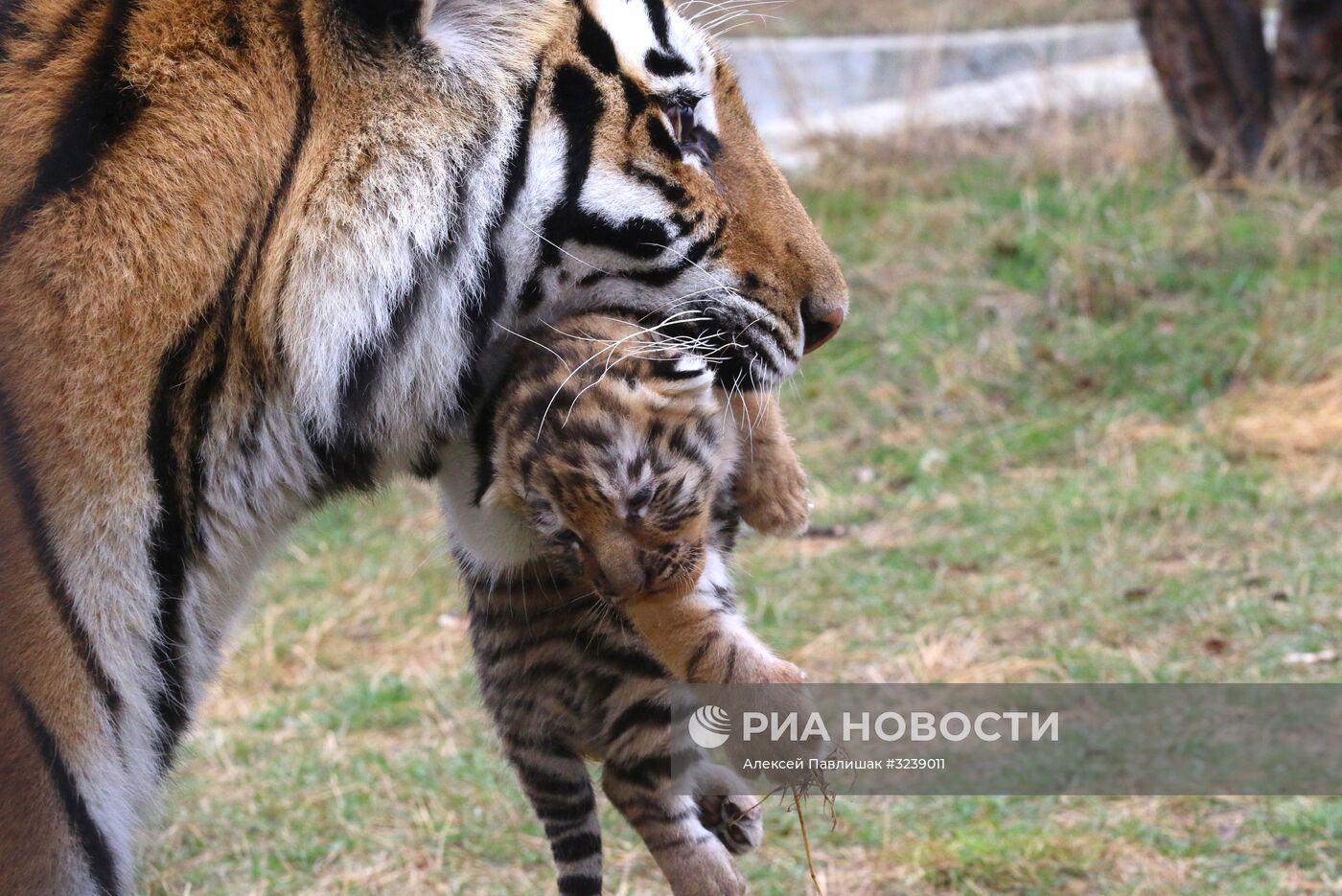 Шесть амурских тигрят родились в крымском сафари-парке "Тайган"