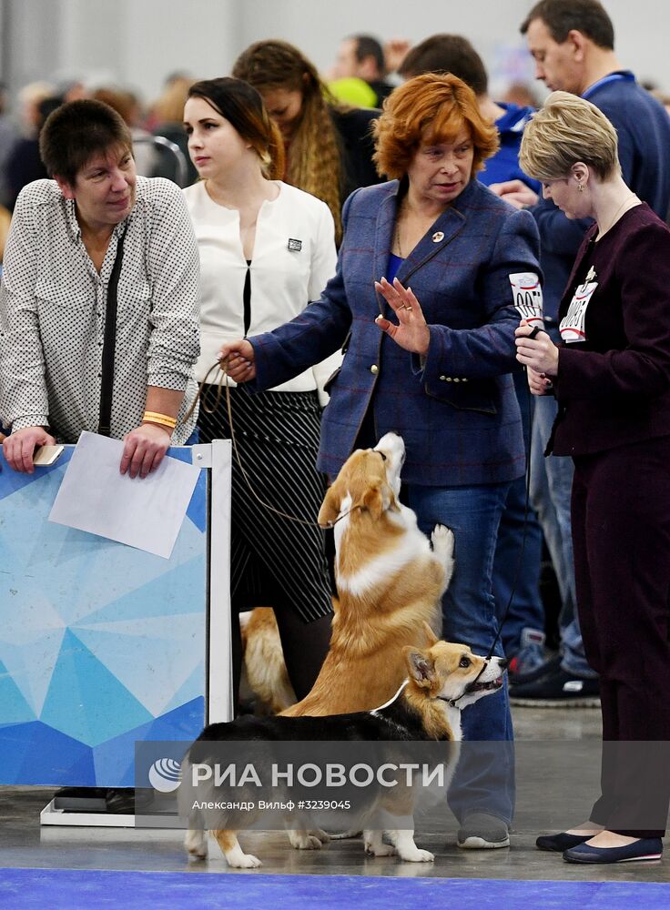 Интернациональная выставка собак "Россия -2017"