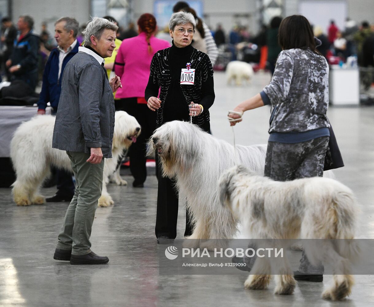 Интернациональная выставка собак "Россия -2017"