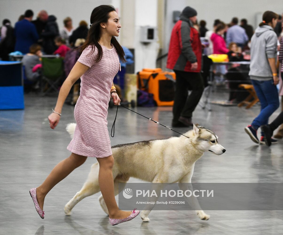 Интернациональная выставка собак "Россия -2017"