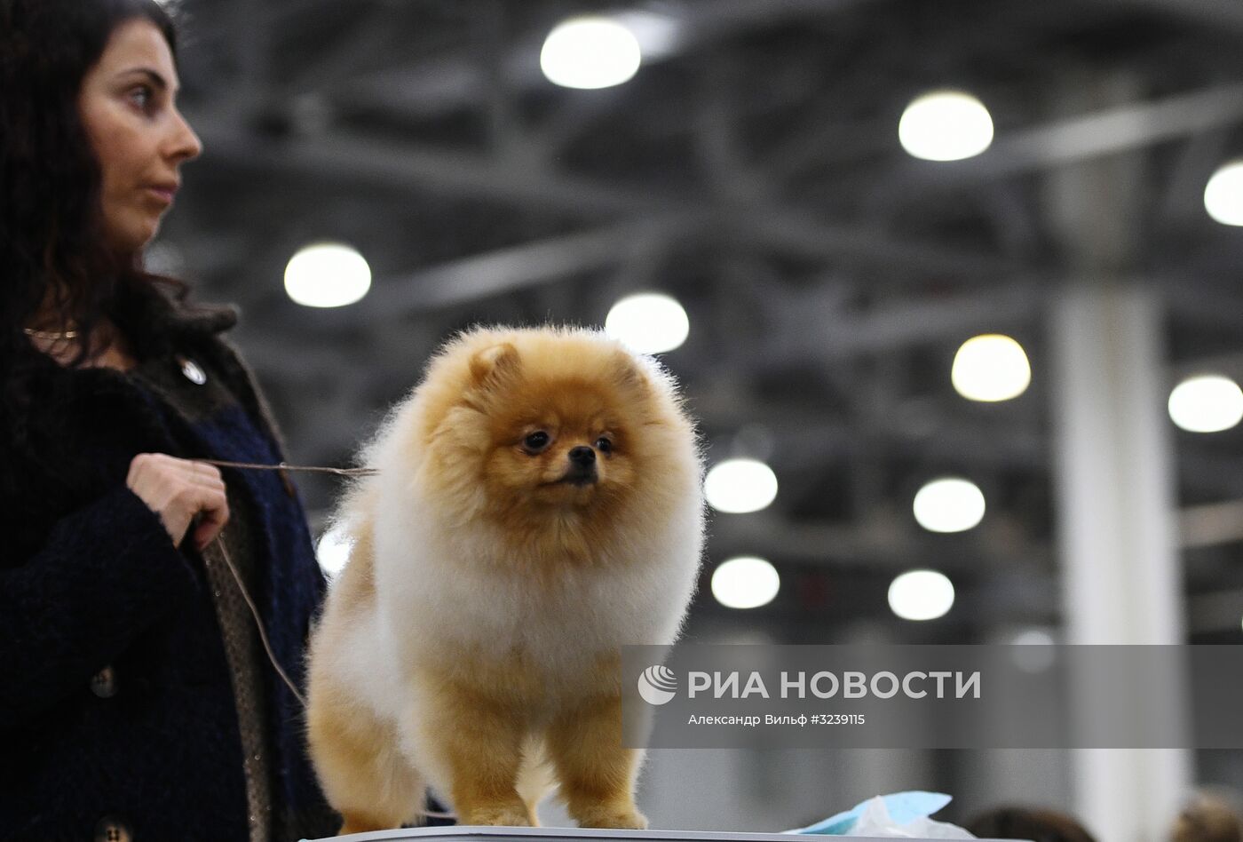 Интернациональная выставка собак "Россия -2017"