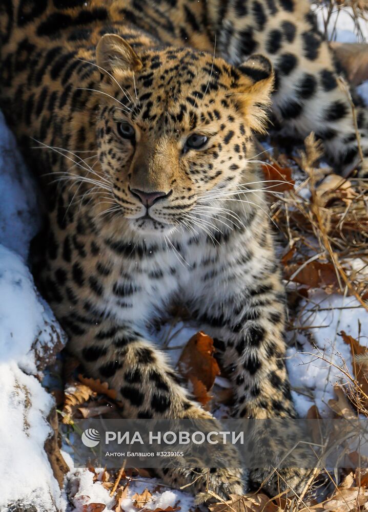 Самка дальневосточного леопарда по кличке Рона в Приморском сафари-парке