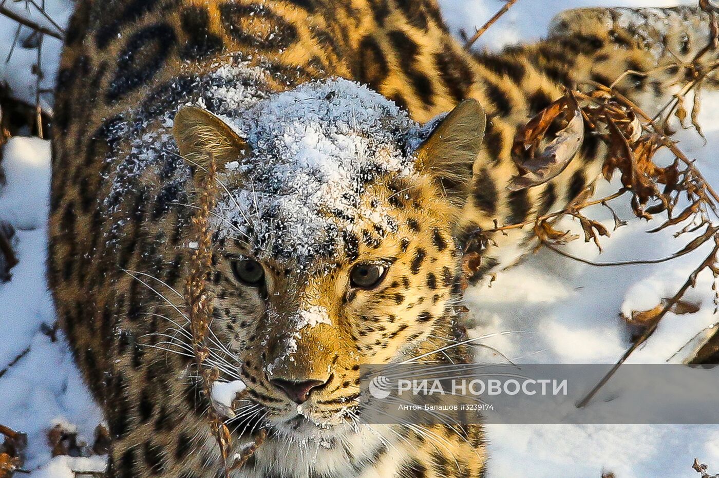 Самка дальневосточного леопарда по кличке Рона в Приморском сафари-парке