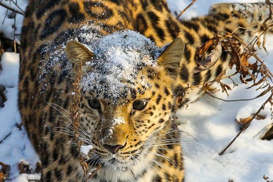 Самка дальневосточного леопарда по кличке Рона в Приморском сафари-парке