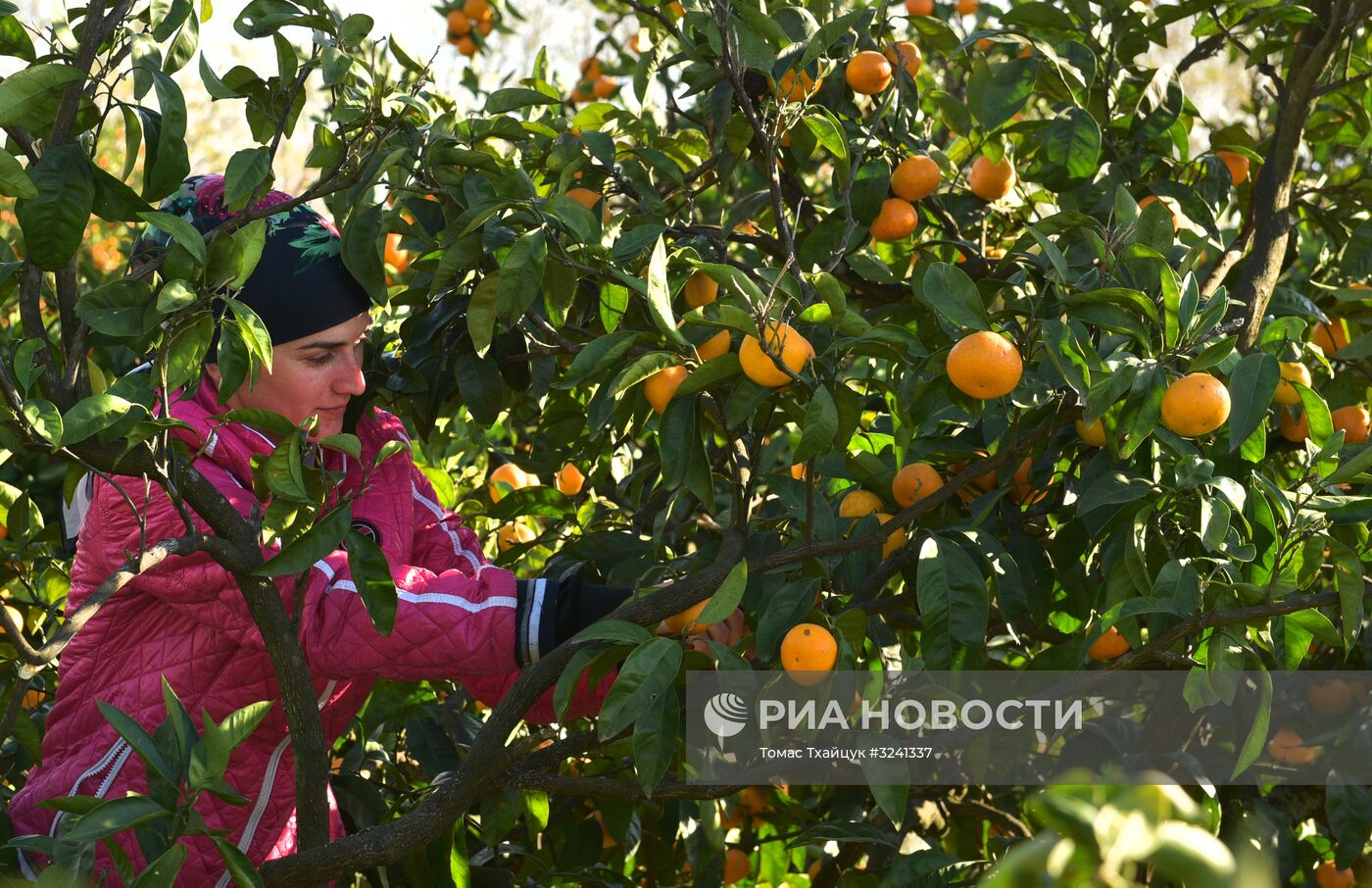 Сбор мандаринов в Абхазии
