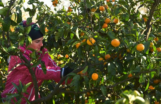 Сбор мандаринов в Абхазии