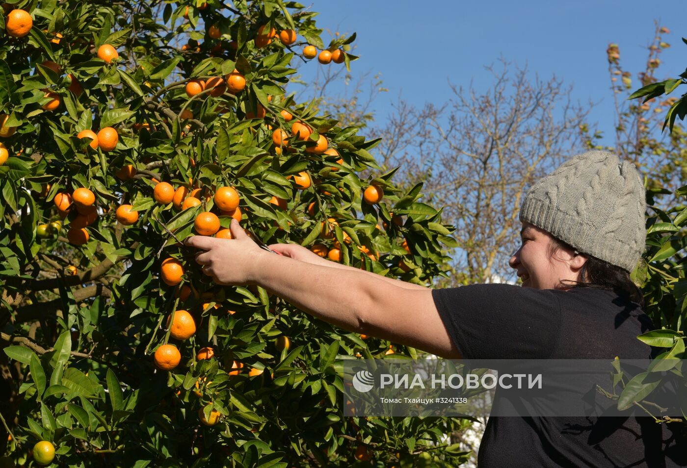 Сбор мандаринов в Абхазии