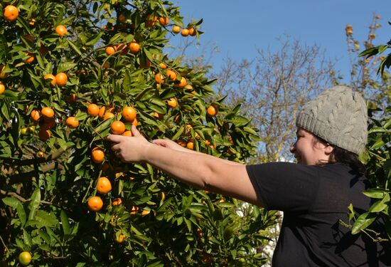 Сбор мандаринов в Абхазии