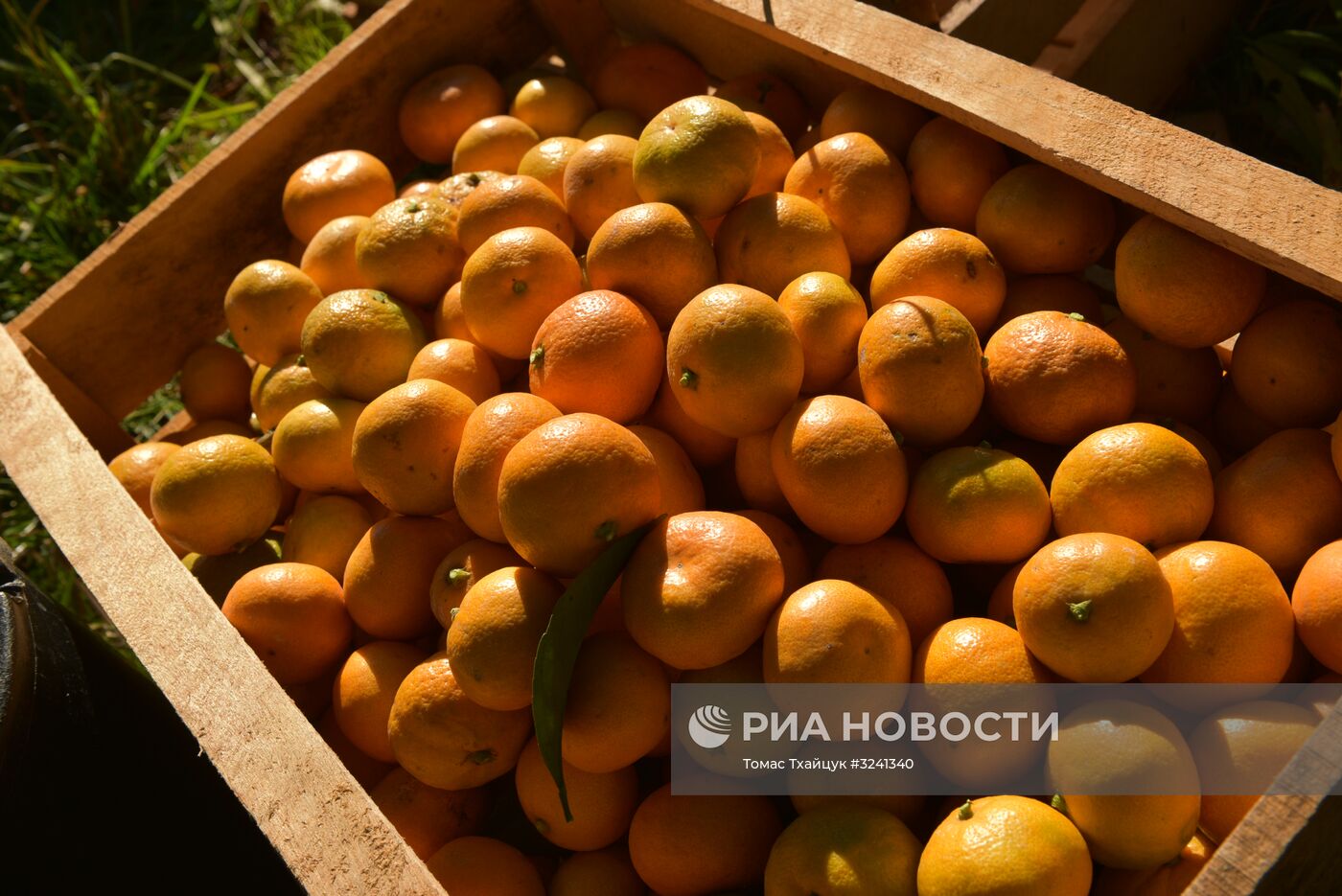 Сбор мандаринов в Абхазии