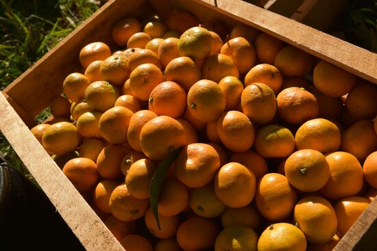 Сбор мандаринов в Абхазии