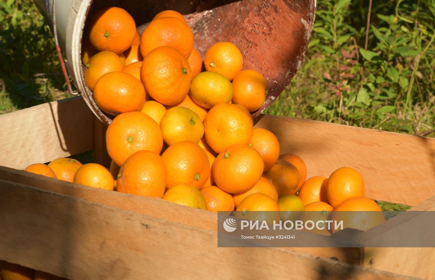 Сбор мандаринов в Абхазии