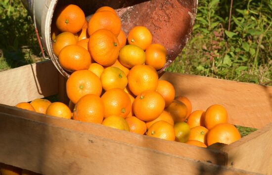 Сбор мандаринов в Абхазии