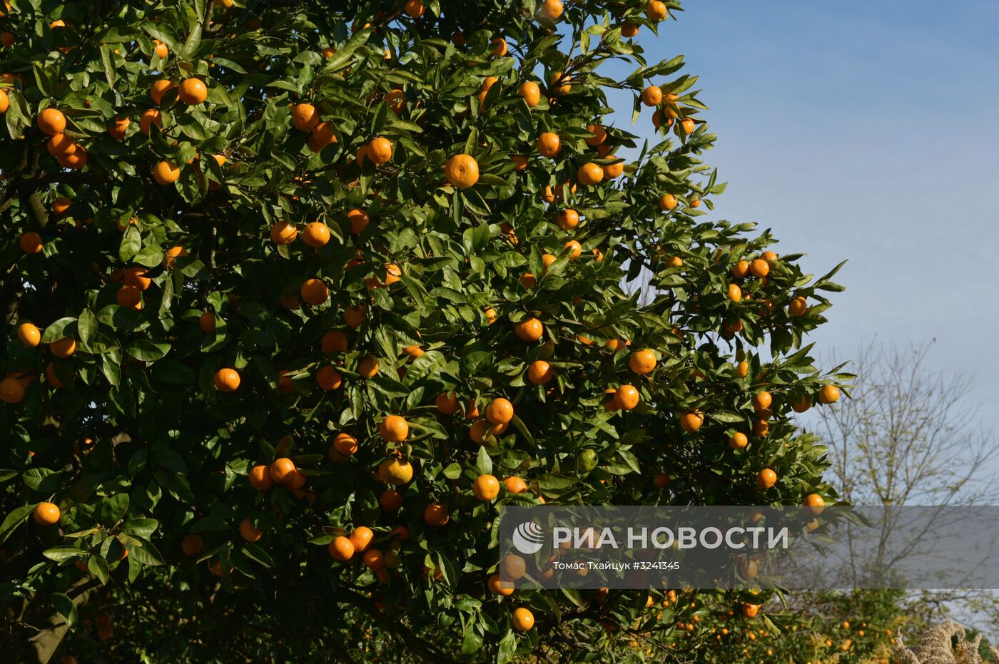 Сбор мандаринов в Абхазии