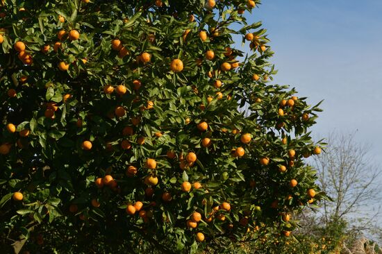 Сбор мандаринов в Абхазии