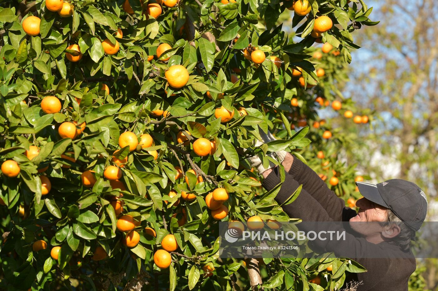 Сбор мандаринов в Абхазии