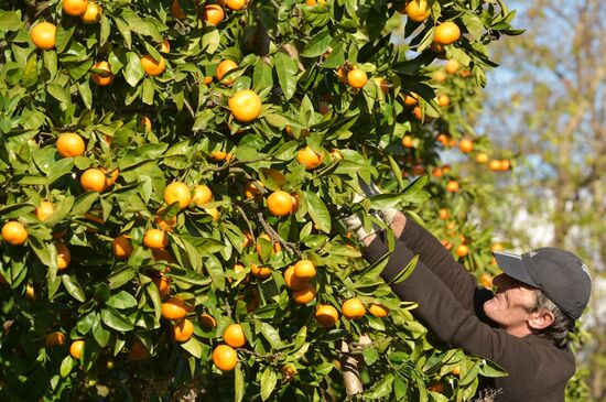 Сбор мандаринов в Абхазии