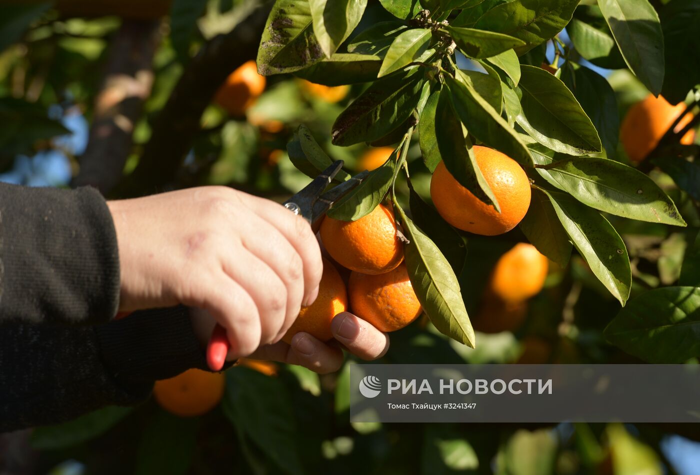 Сбор мандаринов в Абхазии